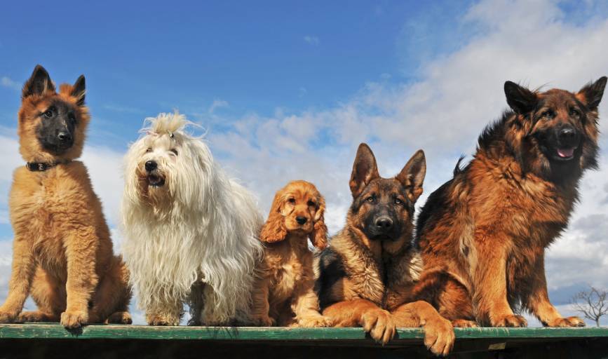 Pet Sitting Services